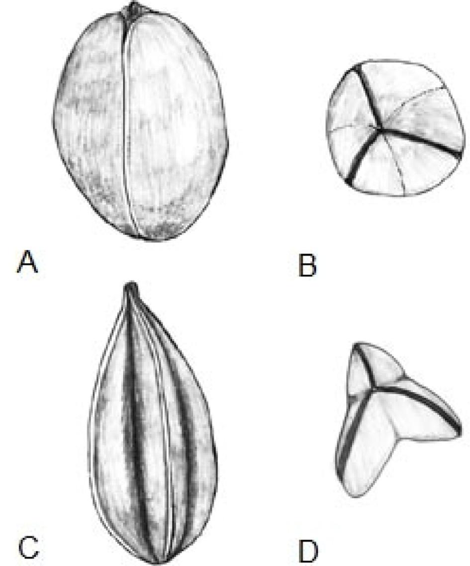 204 Sungmin Kim and Sangtae Kim Fig. 7. Fruit types of the Korean Juncus. A and B, ovoid; C and D, oblong. A and C, horizontal view; B and D, top view. Fig. 8. Seed types of the Korean Juncus.