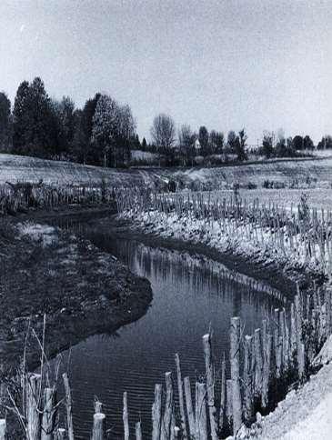 挺水植物 = 推水植物 갯그령 Elymus mollis Trinius ( 上 )Source:http://blog.daum.