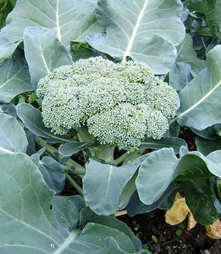 Brassica