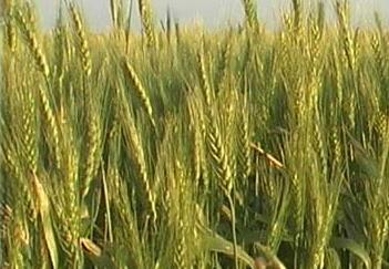 밀 (wheat)