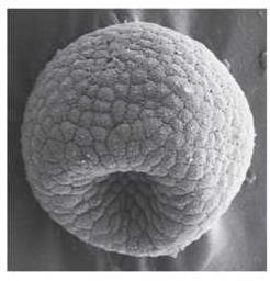 창자배형성 ( 장배형성, gastrulation): 배엽과체강형성 창고기 (Amphioxus) - 예정내배엽은포배의표면으로부터포배강 (blastocoel) 내로함입.