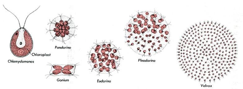 (streptococcus) : 한방향으로만분열하며길게연결 4