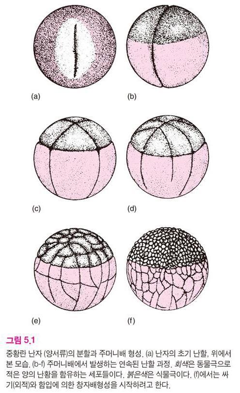 두개동물의난자 (craniate eggs) 난황의분포에따른분류 (1) 등황란 (isolecithal) : 지방방울과작은난황입자들이 세포질전체에골고루분포 소황란 동물극 (2) 단황란
