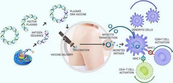 2. HPV 치료제 (GX-188E, Papitrol) HPV 바이러스는약 100가지종류가있다. 자궁경부암백신으로알려진가다실의경우는이중고위험군바이러스에몇가지에대한백신이다. 자궁경부암의경우 HPV에감염되면 10명중 8 명은자가치료된다. 그럼에도불구하고전세계약 50만명의자궁경부암환자가있으며약 10만명의 HPV 유래두경부암환자가존재한다.