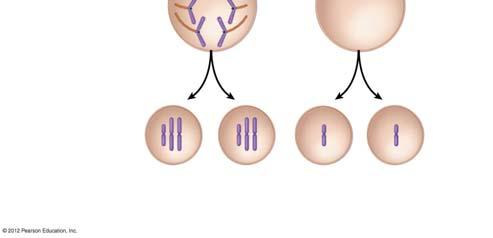 1 n 1 비정상적인배우자들 그림제 1 감수분열중발생하는염색체비분리현상