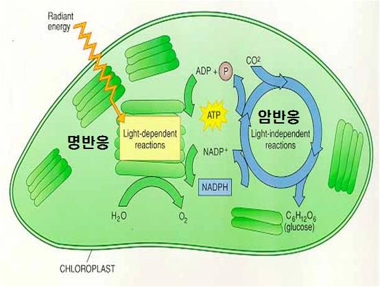 Light energy ( 빛에너지 ) 6CO 2 + 6H 2 O -----------------> C 6 H 12 O 6 + 6O 2 탄산가스물탄수화물산소 이러한광합성과정은태양에너지를이용하여화학에너지인 NADPH, ATP 및 O 2 를생산하는명반응 (Photohoshorylation, 明反應 ; 광이필요한반응 ) 과생산된