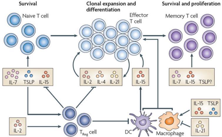 인터루킨이란? 인터루킨은체내에서면역시스템을조절하는물질이다. 면역시스템은질병과싸우기위해다양한전략을세운다. 먼저싸움을대비해 naïve T세포 ( 비활성상태의면역세포 ) 를대량으로만들어둔다. 만약암세포를발견하게되면 naïve T세포는 CD8+ T세포로활성화되어암세포를공격한다. 인터루킨은이런 T세포의증식, 활성화등에관여하는물질이다.