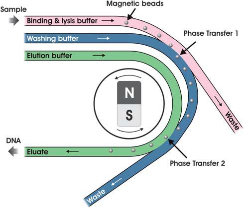 Fig. 5. (A) Overall layout of the 96-lane DNA sequencing microchannel plate (MCP). (B) Vertical cut-away of the MCP. (C) Expanded view of the injector.