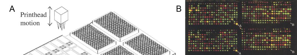 Fig. 6. (A) The layout of the arraying machine. (B) Two-color fluorescent scan of a 1.8-cm 1.8-cm yeast array of l clones of yeast genomic DNA.