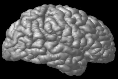 뇌세포의수상돌기가시증가 뇌신경망의증가