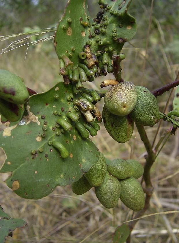 gall) 과식흔