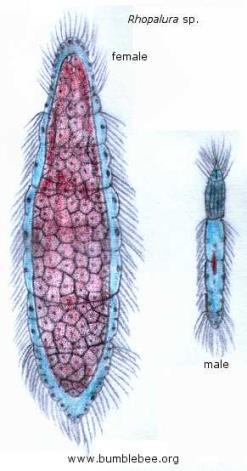 ex) 미국켈리포니아연안에서식하는한종으로알려져있던 두종류의문어 (octopus) 각각다른중생동물 (mesozoa)