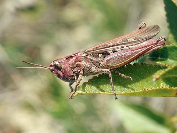 brunneus, C. beuttulus, C.