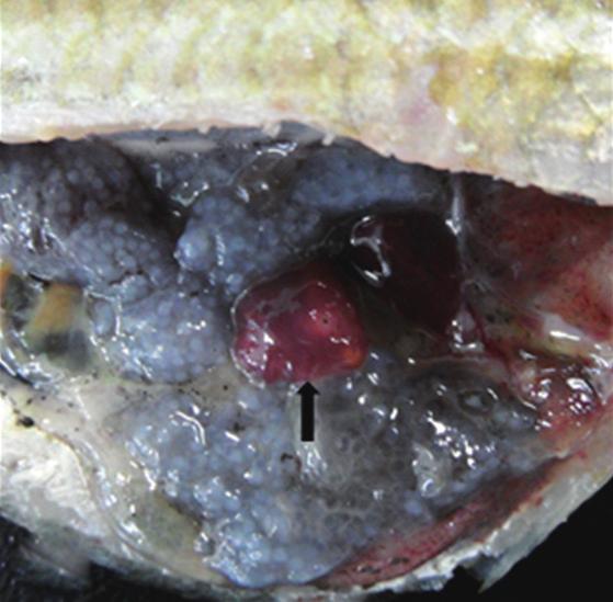 After the identification of fish species, they were individually digested with artificial gastric juice to detect the metacercariae of digenetic trematodes. Worms of Isoparorchis sp.