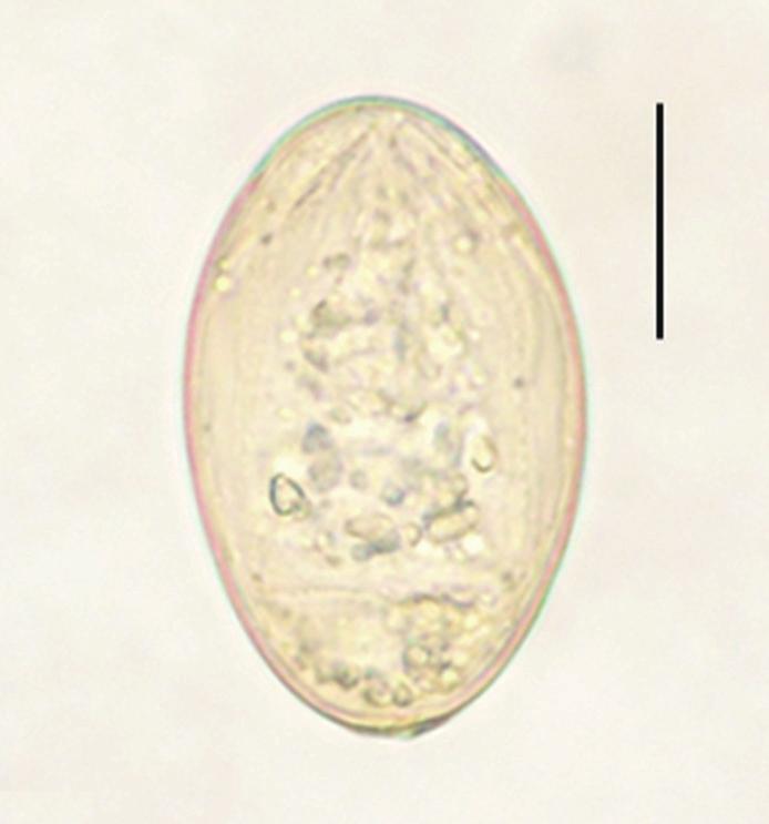japonicus coreanus (D) (Semichon s acetocarmine stained). The scale bar is 7.5 mm.