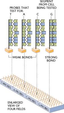 DNA chip 을만들때는잉크젯프린트의원리를이용하고있고, 예를들면 Arabidopsis 유전자 25,000 개를단한개의슬라이드글라스에종류별로배열한 DNA chip 을만들수있다.