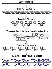 Shot-gun sequencing gdna library cdna library EST: expressed sequencing tag BAC