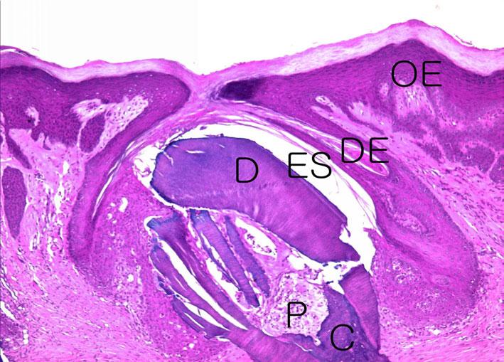 Fig. 9