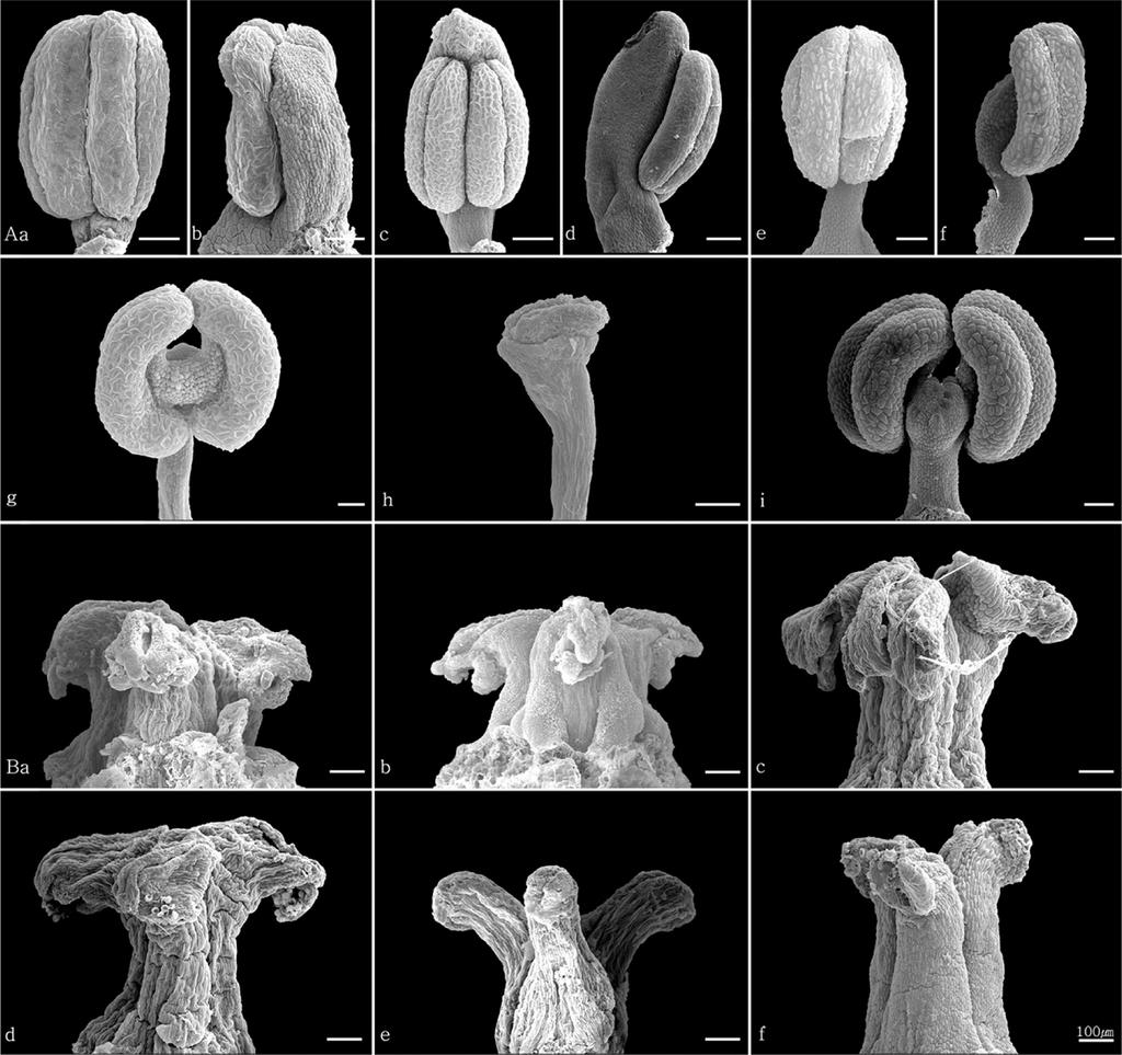 A taxonomic study of the genus Dioscorea in Korea 385 Fig. 8. The shape of flower of Korean Dioscorea L. Aa. Ab. D. polystachya; Ba. Bb. D. japonica; Ca. Cb. D. nipponica; Da. Db. D. quinqueloba; Ea.