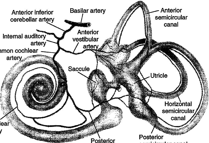 J Neurocrit Care 2008;1:128-133 Anterior inferior cerebellar Basilar Anterior semicircular canal Intemal auditory Anterior vestibular Common cochlear Saccule Utricle Main cochlear Posterior