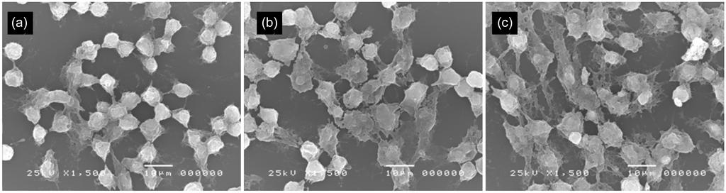 d) Number of TRAP positive osteoclast-like cells. Scanning electron microscopic images of differentiated Raw 264.7 cells; (a) control Raw 264.