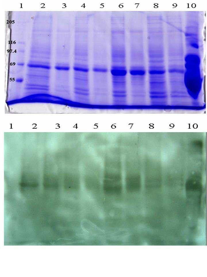 Fig. 55. Effects of S. sarmentosum extracts on inducible nitric oxide synthase expression in RAW 264.7 cell lines.
