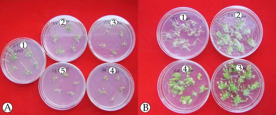 Fig. 6. Growth of S. sarmentosum by different ABA and sucrose concentration in one year after in vitro conservation at 4. A1, MS medium containing 3% sucrose and 0.