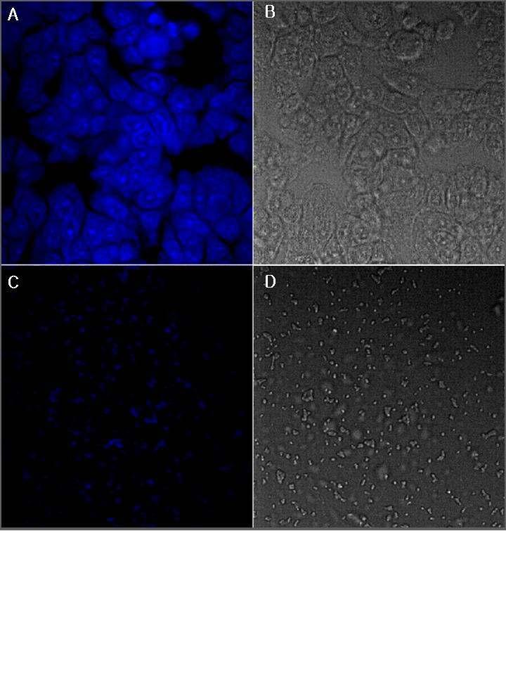 Fig. 19. Determination of necrotic cell morphology in HepG2 treated with ethyl acetate extract of S.