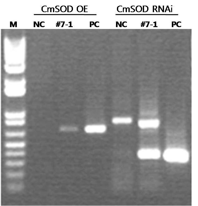 Figure 8. PCR amplification of C. melo transformation of pcambia3300 (35S/NOS):: CmSOD(S) 와 CmSODRNAi (T2 generation).