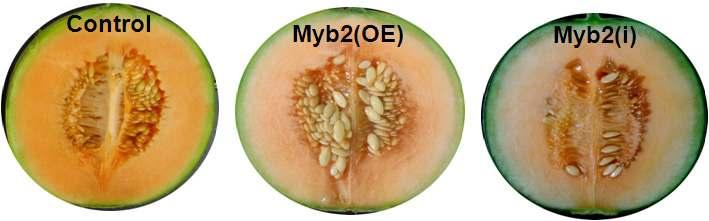A) Transgenic melon growth in the GMO greenhouse, B) and C) ripening difference
