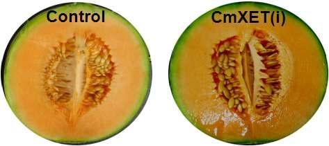 A) Transgenic melon growth in the GMO