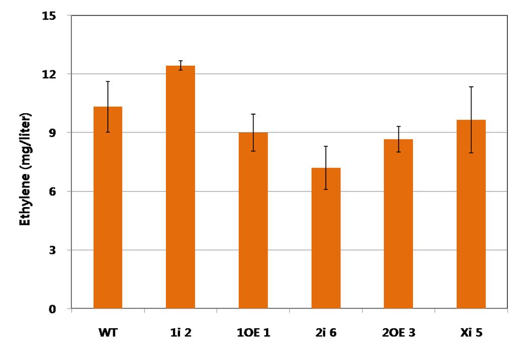 Figure 23. Comparison of the ethylene contents in transgenic plants (35DAP) transformed by Myb1 (1i2 and 1OE1), Myb2 (2i6 and 2OE3) and CmXET (Xi5) during fruit ripening.