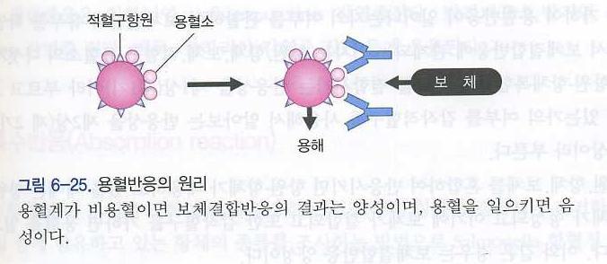 5. 세포용해반응 (cytolytic reaction) 세포성항원 ( 세균, 적혈구 ) 과그대응항체와반응후, 여기에정상혈청중에있는보체가작용하면세포가용해되는것 1) 용혈반응