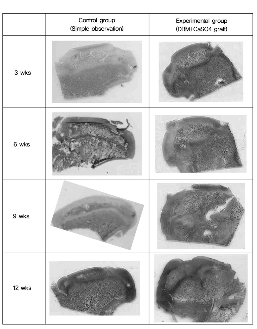 Fig. 1. Photomicrographs of femur head of each groups stained with Hematoxylin and Eosin at original scale.
