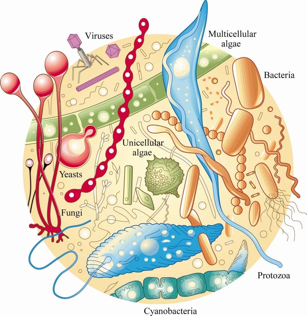 1. Why microbes matter - 한주먹흙속의미생물 : count 1 by second for 33 years - What are they doing, and why are