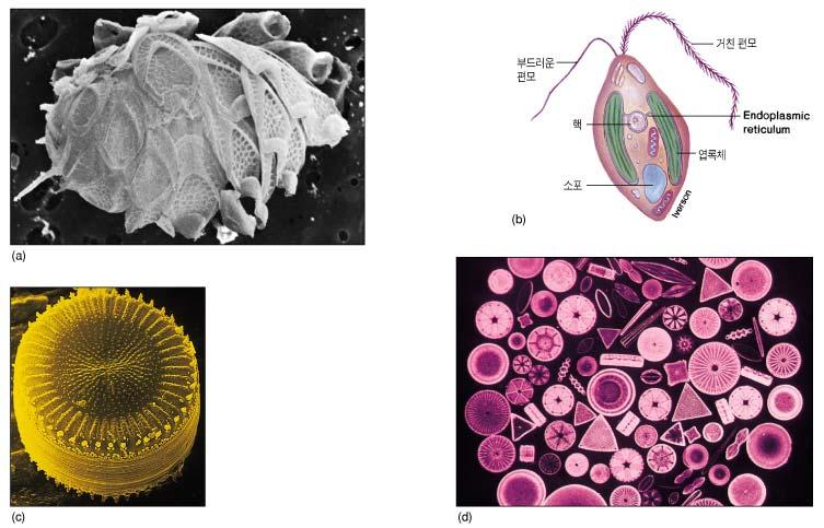4) Algae - implies a large group of photosynthetic organisms - plant-like(photosynthetic pigment) but considered microbes(unicellular) - two group, diatoms( 규조류 ) and dinoflagellates( 쌍편모조류 ) -