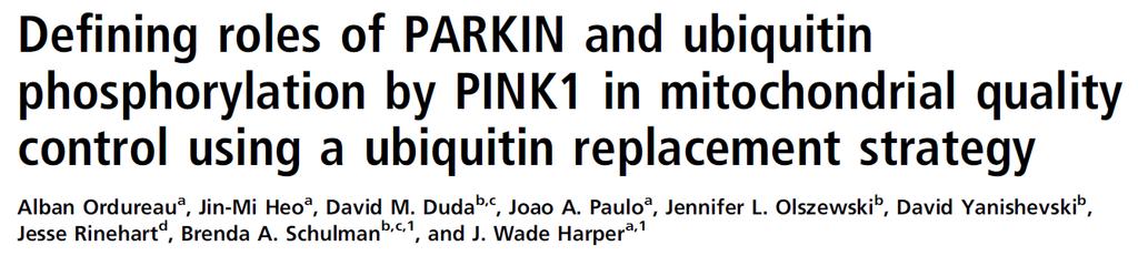 01. 국내외뇌연구학술동향 1. 미토콘드리아자가포식작용에서 PINK1 에의한 PARKIN 과유비퀴틴인산화의역할규명 PNAS www.pnas.org/cgi/doi/10.1073/pnas.1506593112 PINK1 단백질키나제와 PARKIN UB( 유비퀴틴 ) 리가제는파킨슨질환및다양한암에서유전적형태로돌연변이됨.