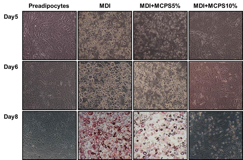 Fig. 3. Effects of MCPS on the Microscopic Morphological Changes of 3T3-L1. Preadipocytes Differentiation. The 2-day post-confluent 3T3-L1 preadipocytes(day 0) were treated with MDI(0.