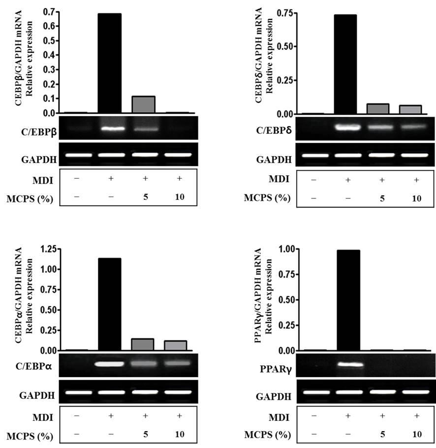 Effects of MCPS on Adipocyte Differentiation and Gene Expression 하여세포염색을시행하여지방세포의형태를관찰하고세포내중성지방의양을정량하였다. 관찰한결과, 분화군에비해 5 및 10% 의 MCPS 군에서지방세포내지방구의형성이억제되는것을관찰하였다. 또한지방세포내염색된중성지방의양을정량한결과, 미분화군의흡광도는 0.