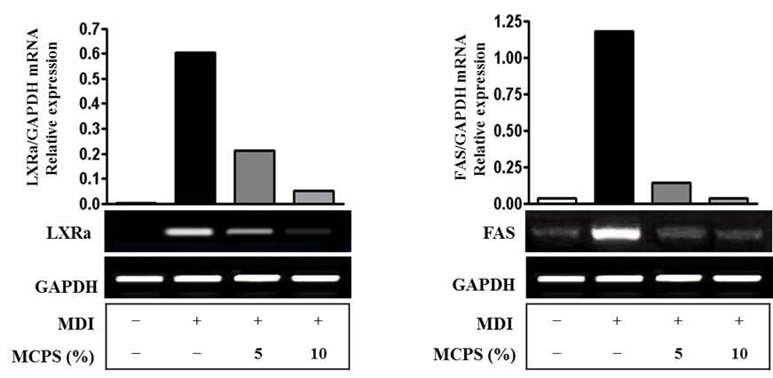 Fig. 6. Effects of MCPS on the Expression of ap2, Adipsin, LPL, CD36, TGF-β, and Leptin in mrna Level.