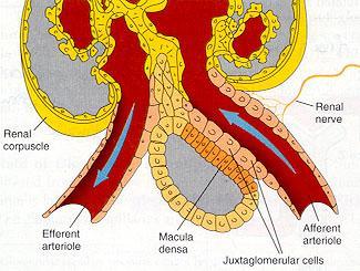 신장 nephron 의 juxtaglomerular apparatus ( 사구체근접부장치 ) 에서합 성되어혈액중으로분비됨.