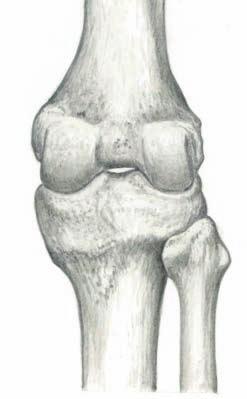 안쪽위관절융기 ( 내측상과 ) medial epicondyle 안쪽관절융기 ( 내측과 ) medial condyle 가쪽관절융기 ( 외측과 ) lateral condyle 정강뼈 종아리뼈 무릎관절의구조 [ 가쪽면 ] 넙다리뼈 ( 대퇴골 ) femur 무릎넙다리관절 ( 슬개대퇴관절 ) patellofemoral joint 무릎뼈 ( 슬개골 ) patella