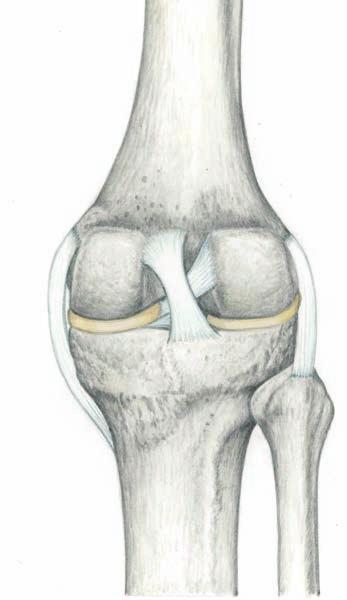 epicondyle 넙다리뼈 ( 대퇴골 ) femur 앞십자인대 제 1 장 가쪽반달 ( 외측반월 ) lateral meniscus 뒤십자인대 ( 후십자인대 ) posterior cruciate