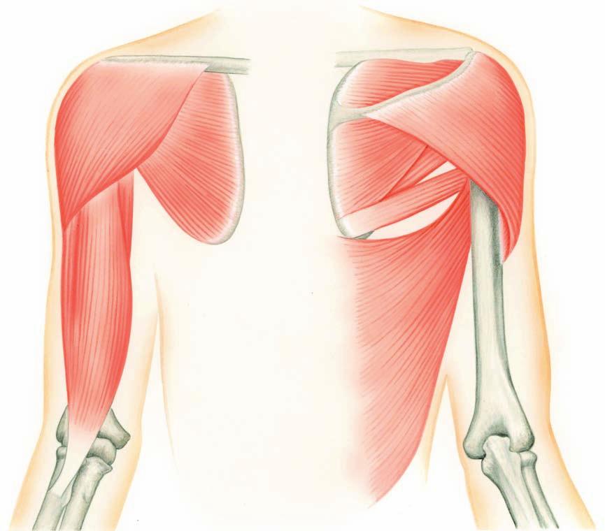 어깨위팔관절의근육 어깨위팔관절의굽힘근육은어깨세모근의앞쪽섬유로부리위팔근이나위팔두갈래근긴갈래가보조적으로작용한다. 폄근육은어깨세모근의뒤쪽섬유로, 큰원근, 넓은등근이다. 벌림근육은주로세모근의중간섬유나가시위근으로, 가시위근은어깨세모근의수축과어깨위팔관절의벌림시회전력을효율적으로변환시키는역할을담당한다. 모음근육은큰원근, 넓은등근이다.