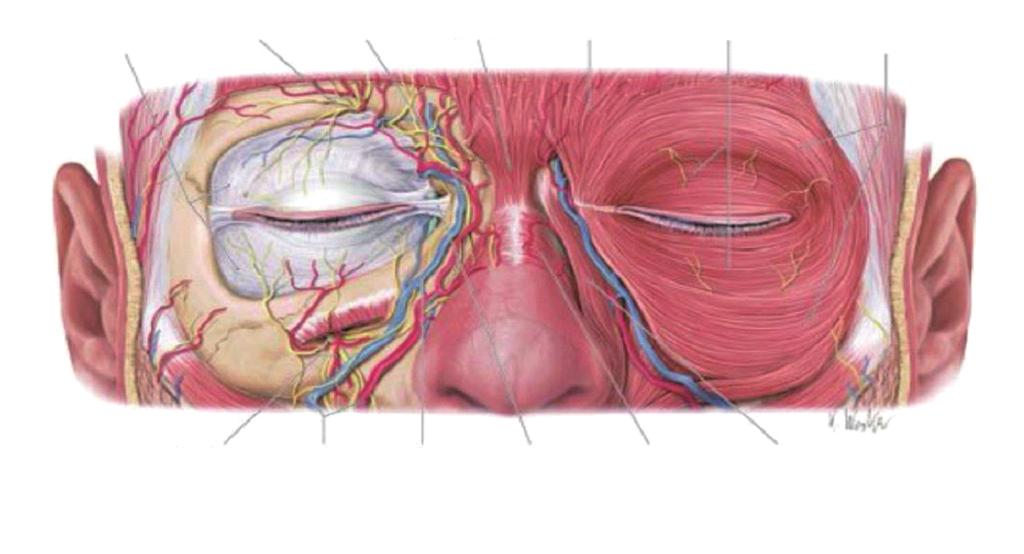 Jeong SH Disorders of the Eyelid Supraorbital Dorsal nasal artery and artery and Procens Orbital septum Lateral canthus of s Depressor Orbicularis oculi Orbicularis oculi supercilli palpebral part