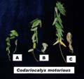 Fig. 1. Effect of light conditions on the growth characteristic of Codariocalyx motorius Houtt. A: Shade, B: Half-sun, C: Full-sun Table 3.