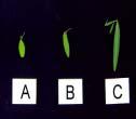 of leaves (Hours) content z Control 24.3 9.82 2.52 17.5 35.9 8 26.6 8.96 2.19 20.2 36.8 12 32.0 9.52 2.64 21.3 33.4 16 30.3 9.84 2.69 22.2 33.6 LSD y 4.9 1.01 0.65 2.