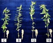 Table 4. Effect of day length on the growth characteristic of Codariocalyx motorius Houtt. at Aug. 24th. Day length (hours) Plant height Leaf length Leaf width No.