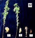 Fig. 3. Effect of medium and watering frequence on the growth characteristic of Codaryiocalyx motorius Houtt.