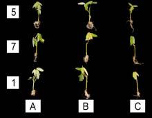 Codariocalyx motorius Houtt. R: rootone, A: atonic, C: control, 1: 128 cell tray, 7: 72 cell tray, 3: 32 cell tray.